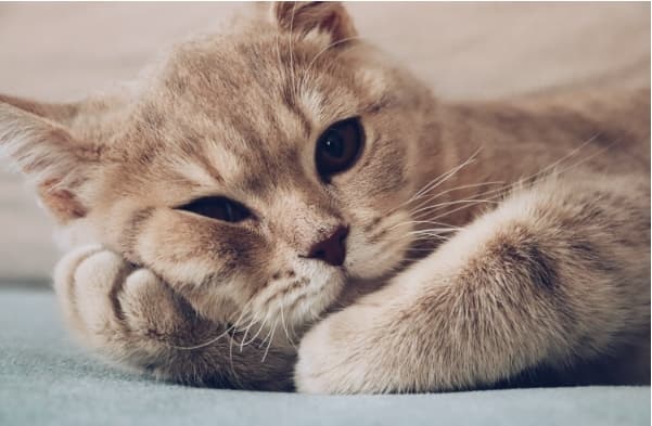 猫咪食欲下降？猫咪食欲下降的原因与解决方法