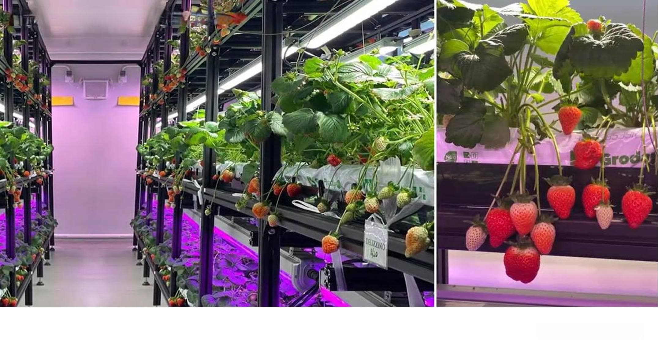 在人工气候室中，如何确定适合植物生长的光照强度？