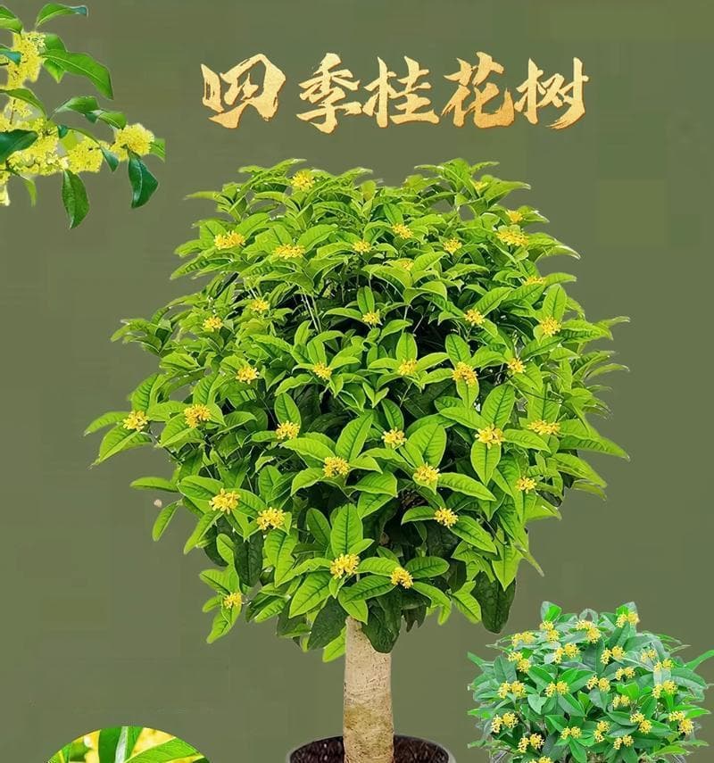 如何科学浇水养护桂花树（桂花树浇水的时间、频率和方法）