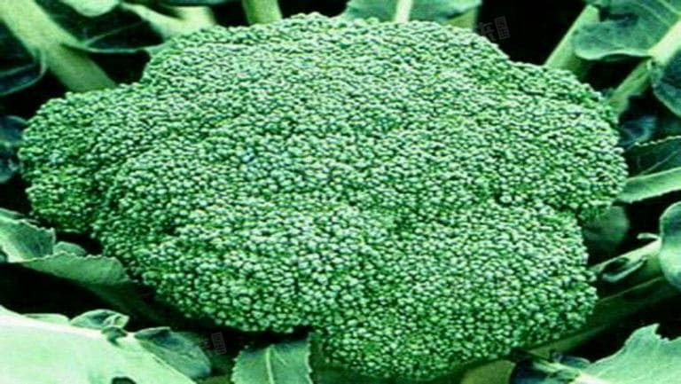 花菜和西兰花哪个热量高？营养师教你正确选择