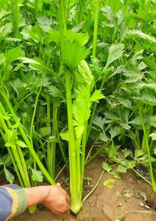 芹菜生长温度范围15-25℃，耐寒至-5℃：种植管理全攻略