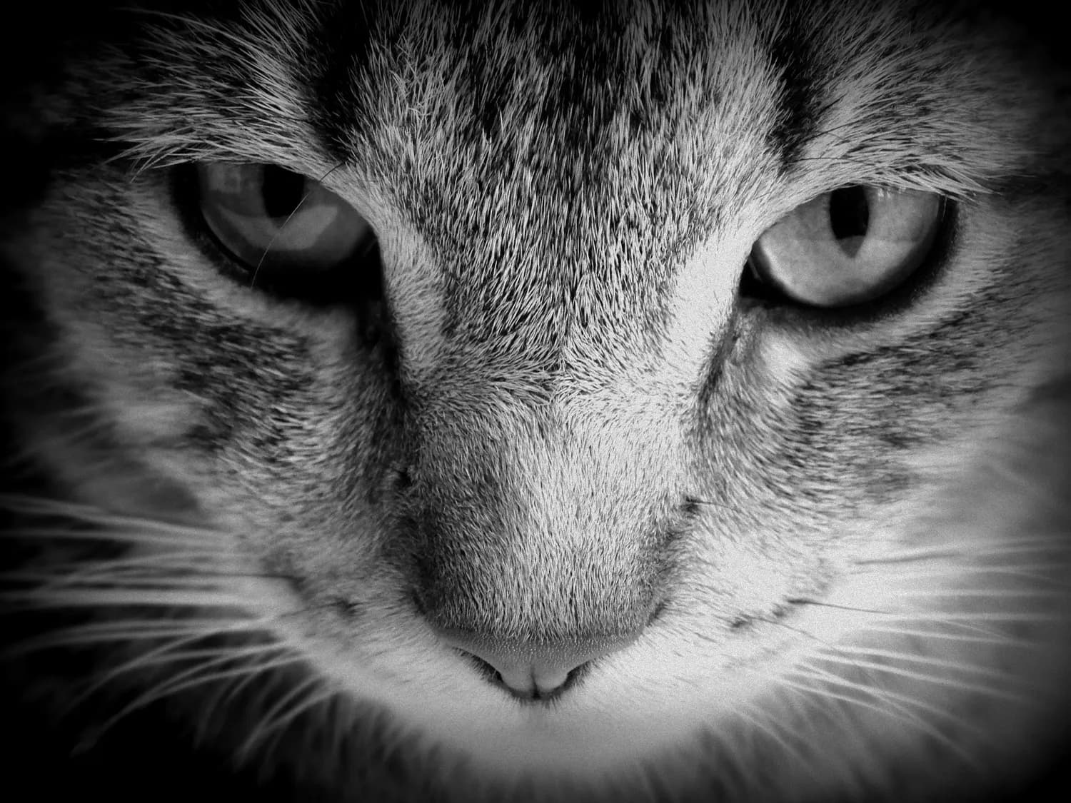哈尔滨猫脸老太太事件背后的真相揭秘