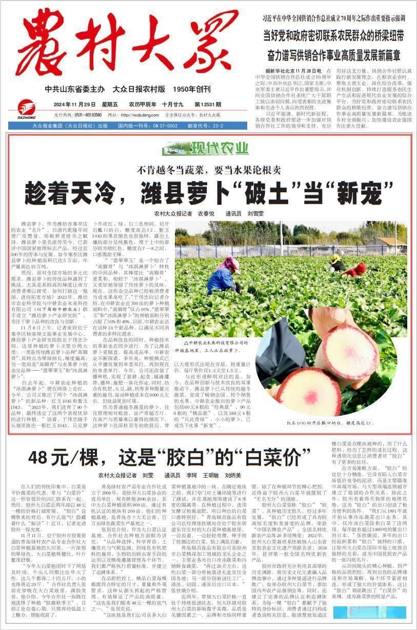 趁着天冷，潍县萝卜“破土”当“新宠”