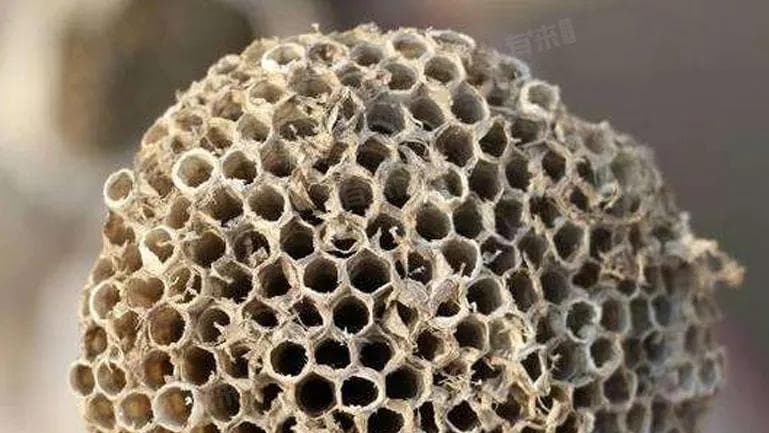 马蜂窝的功效与作用