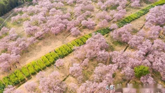 在广州，最惊艳的樱花到底到哪里？这份赏樱地图收好了！