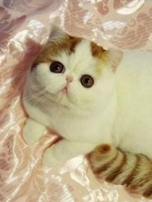 自己治疗猫咪的简单疾病