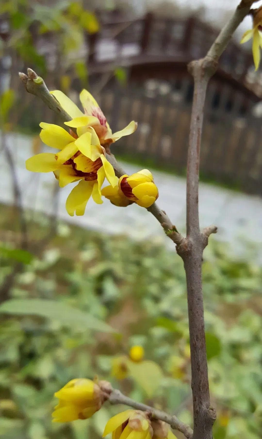 【植物大课堂】腊梅非梅花，腊梅花有何作用呢
