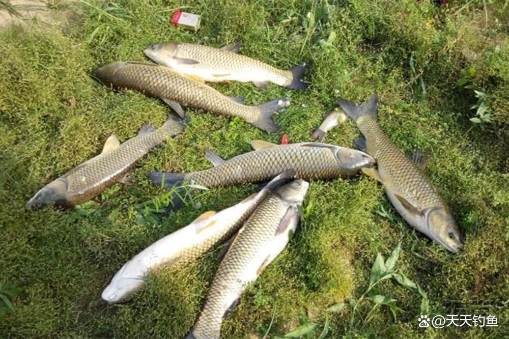 野钓草鱼方法汇总：5大钓法通杀湖库，爽钓春夏秋