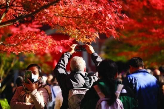 南京红叶季：栖霞山已红，植物园新品种即将亮相