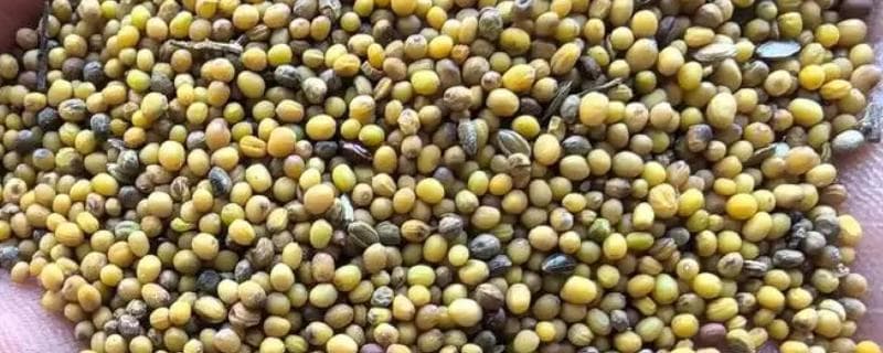 菜籽播种技术：细沙混合条播与穴播方法详解