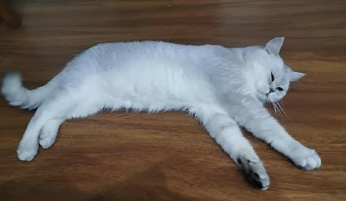 猫癫痫：症状识别、管理与治疗全攻略