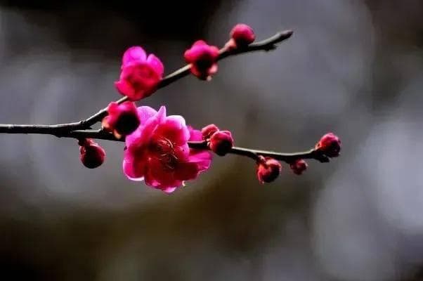 《一剪梅》简谱及音乐赏析