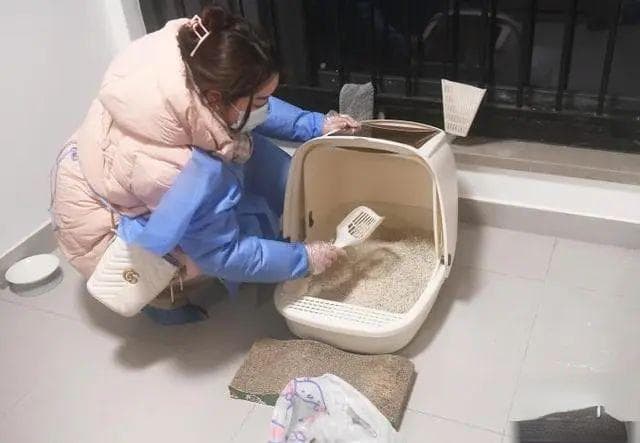 春节宠物托管生意火爆：价格翻倍