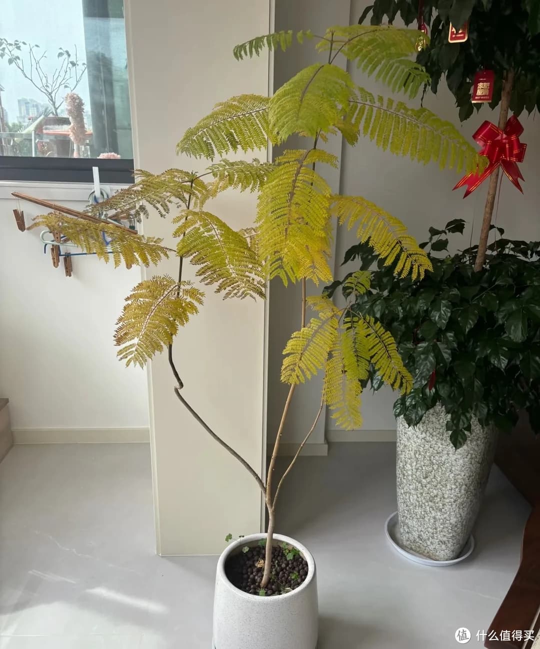 冬天“养残”的3种花，正月底赶紧“剃头”，剃得越狠，长得越旺