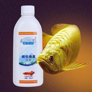 金龙鱼鱼缸多久放一次硝化细菌（硝化细菌在金龙鱼缸中的使用频率受到多种因素影响）