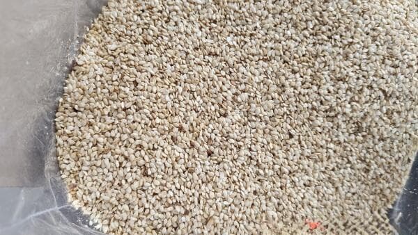 从种植到芝麻油加工的多元解读与技术创新
