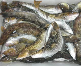 海鲶鱼：从餐桌到自然界的神奇生物