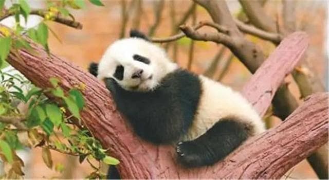 大熊猫稀缺的背后，如何筑起保护之墙？