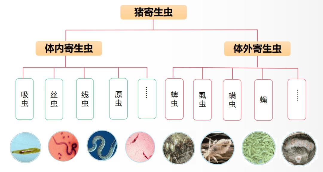寄生虫致猪场效益下降，专家详解科学驱虫方案