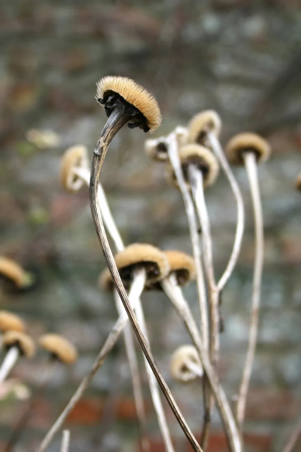 茶树菇钾含量是香菇21.7倍，科学证实有助降压