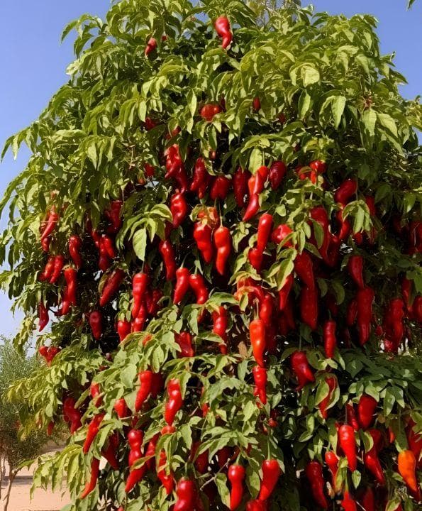 辣椒是多年生植物？辣椒养老桩有啥好处？为何国内辣椒多是一年生植物？