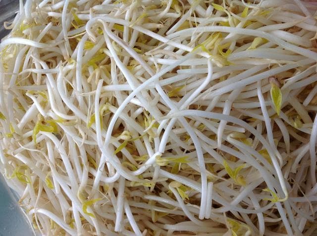 绿豆芽怎么生长过程：从一颗绿豆到脆嫩芽苗的全过程详解!
