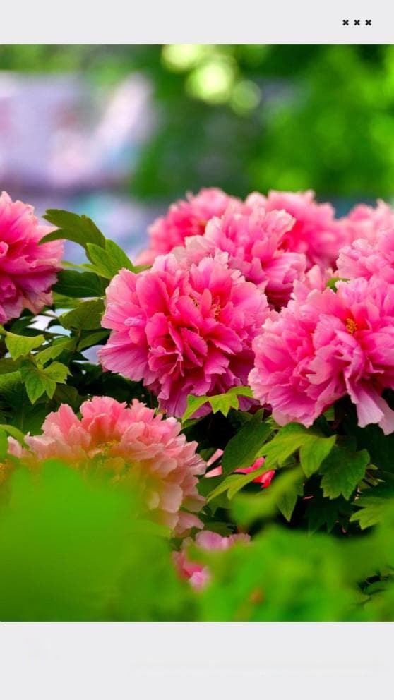 第41届中国洛阳牡丹文化节活动安排发布