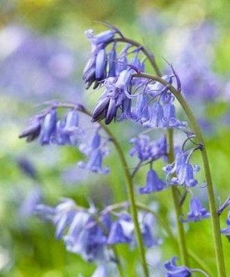蓝铃花的花语：纯洁、坚强与宁静的多重寓意