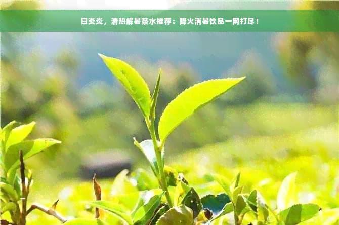 夏日炎炎，清热解暑茶水推荐：降火消暑饮品一网打尽！