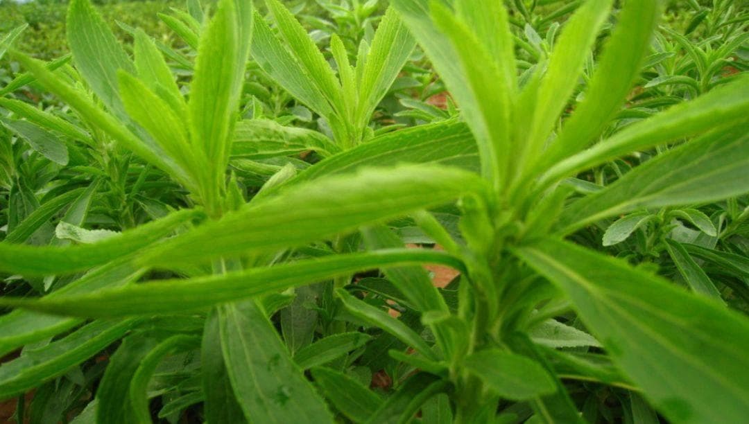 甜菊糖苷：天然甜味的健康之选