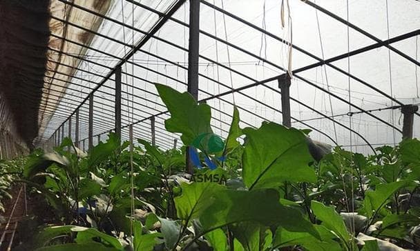 茄子喜肥，施肥秘籍大揭密（掌握茄子施肥要点）