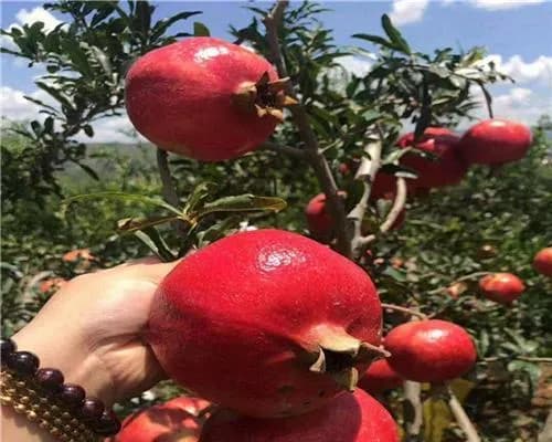 石榴种植与管理实用技巧（科学栽培、施肥、病虫害防治等详解）