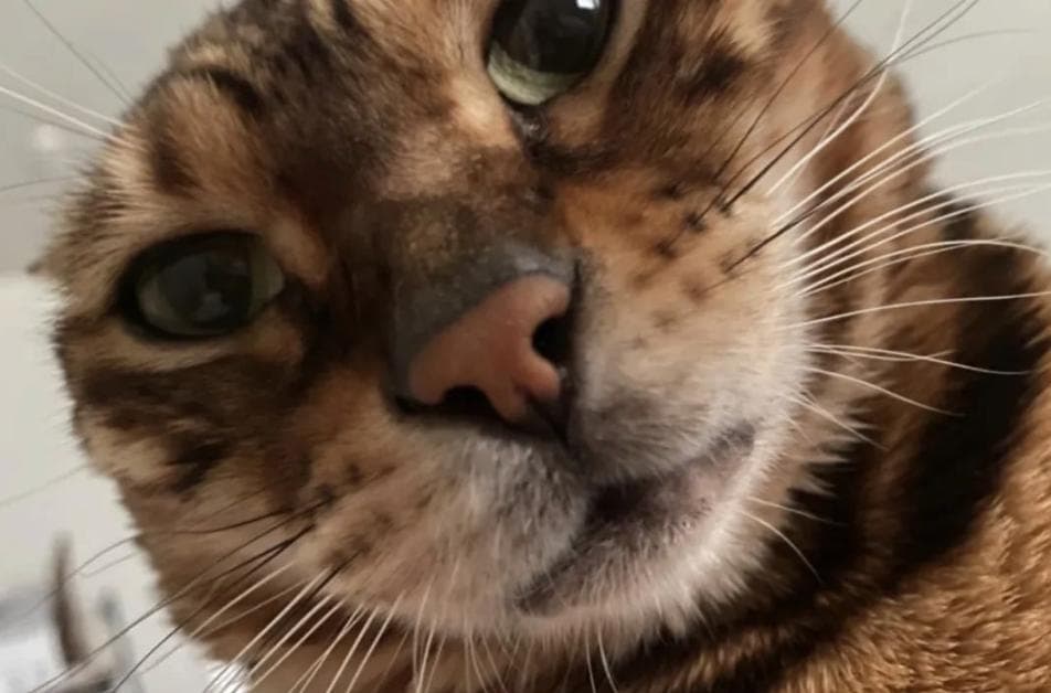 小红书上发猫图，跨国交流硬通货