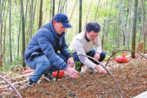茶山引客 林下生“金”