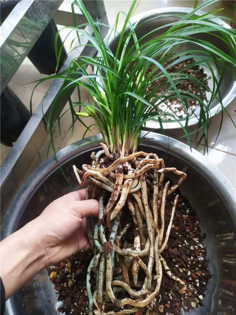 兰花植料的三种消毒方法