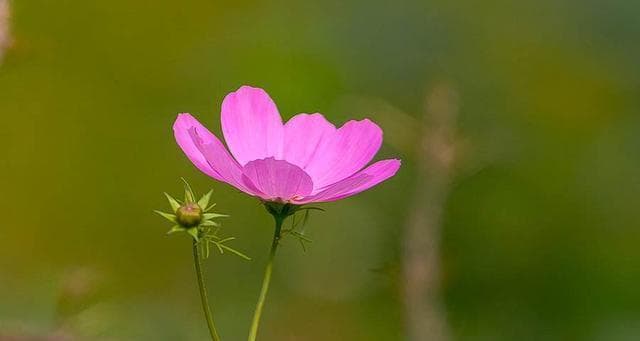 格桑花的花语与意义（探寻格桑花的神秘力量）
