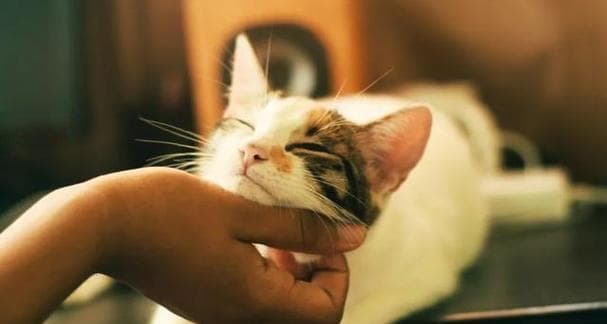 宠物的健康与环境——猫不能接触的植物