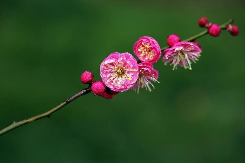 那一树粉红是什么花？收藏这篇“春花扫盲贴”，附新手友好拍摄教程