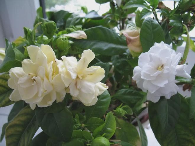 春季买来的盆栽栀子花带大量花苞，为啥花不断掉，没法正常开？
