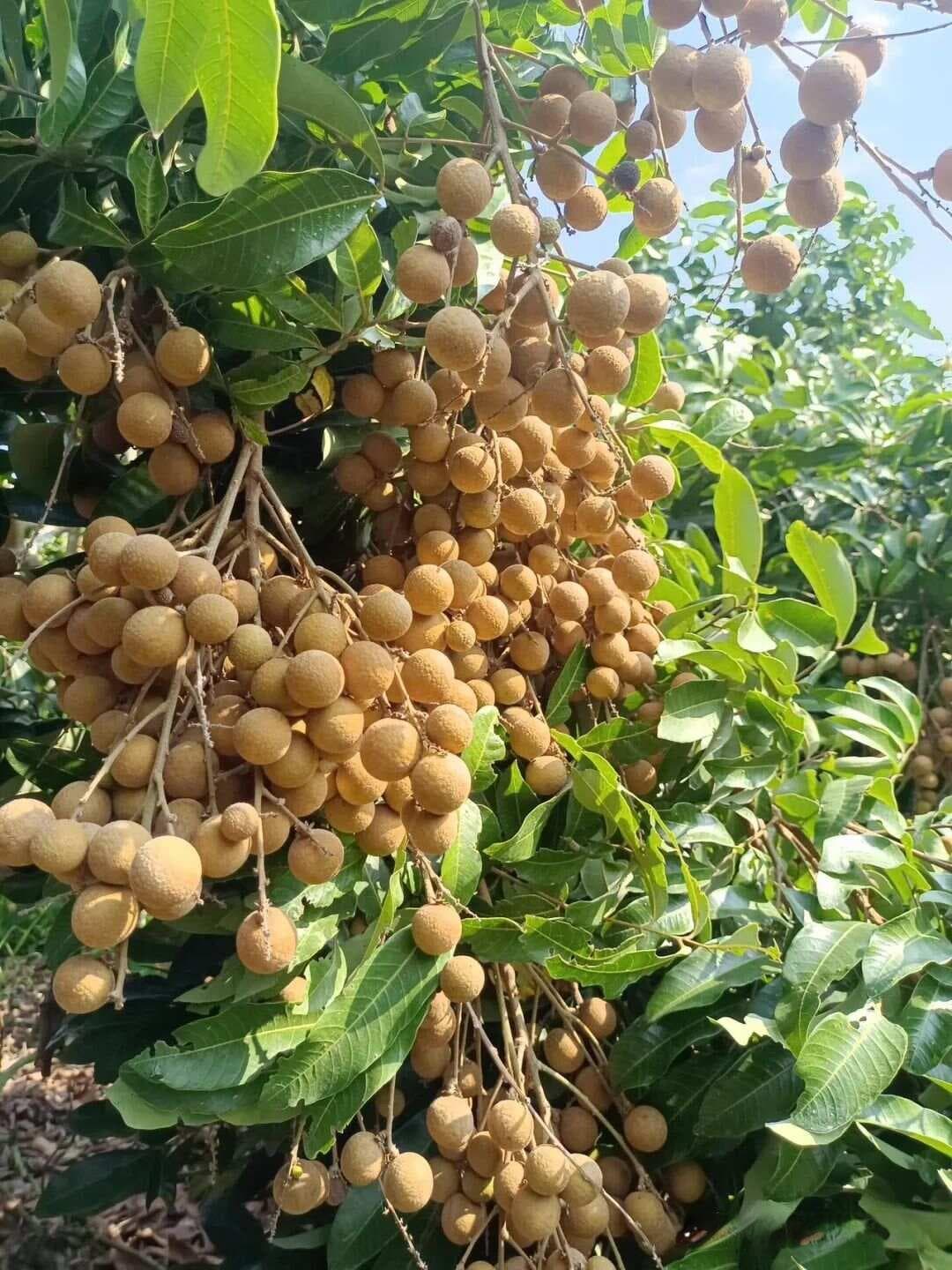 【中草药科普】每天认识一味中草药-桂圆