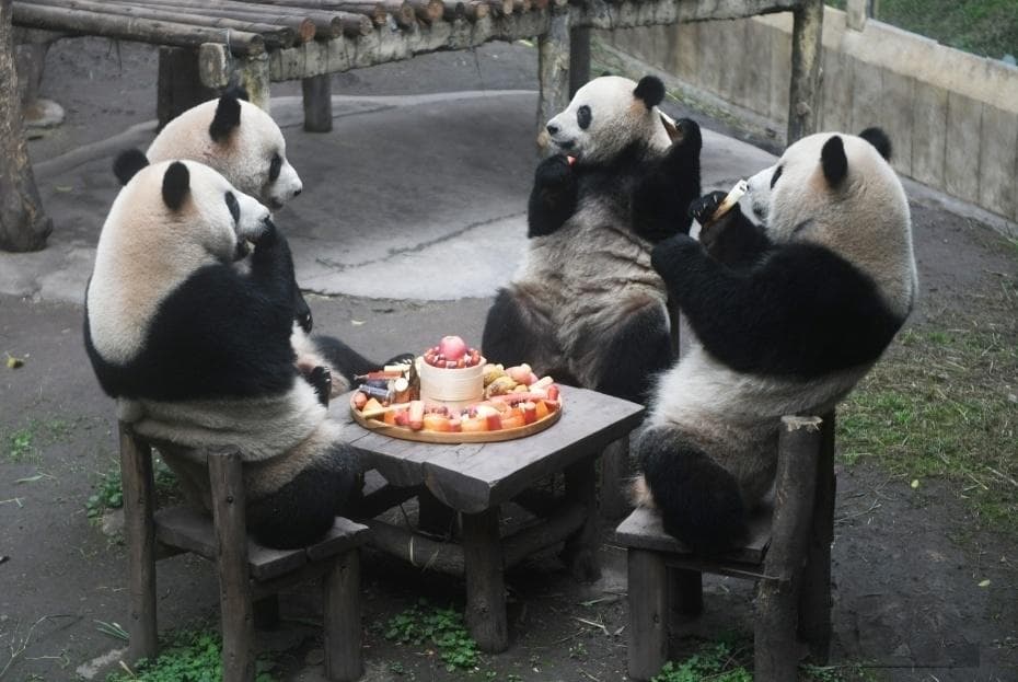 抽签、拜年、吃年味大餐！重庆大熊猫花式迎新春