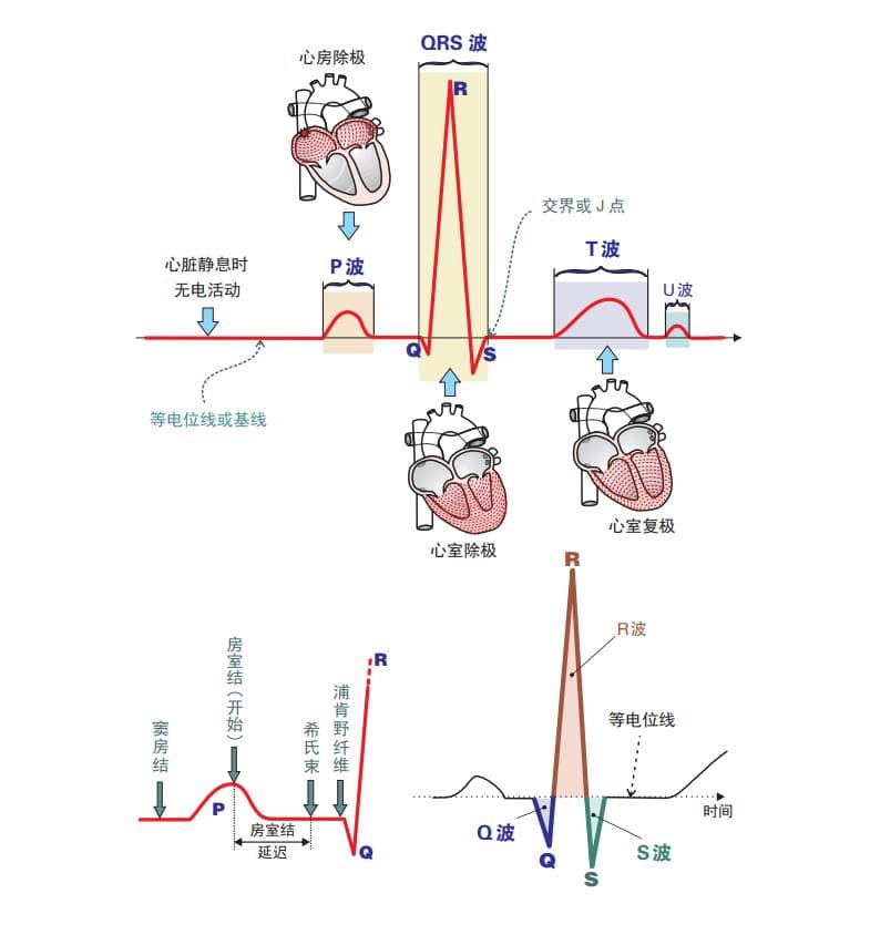心电图波段详解：从P波到U波的临床意义