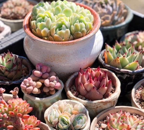 多肉植物常见虫害防治指南