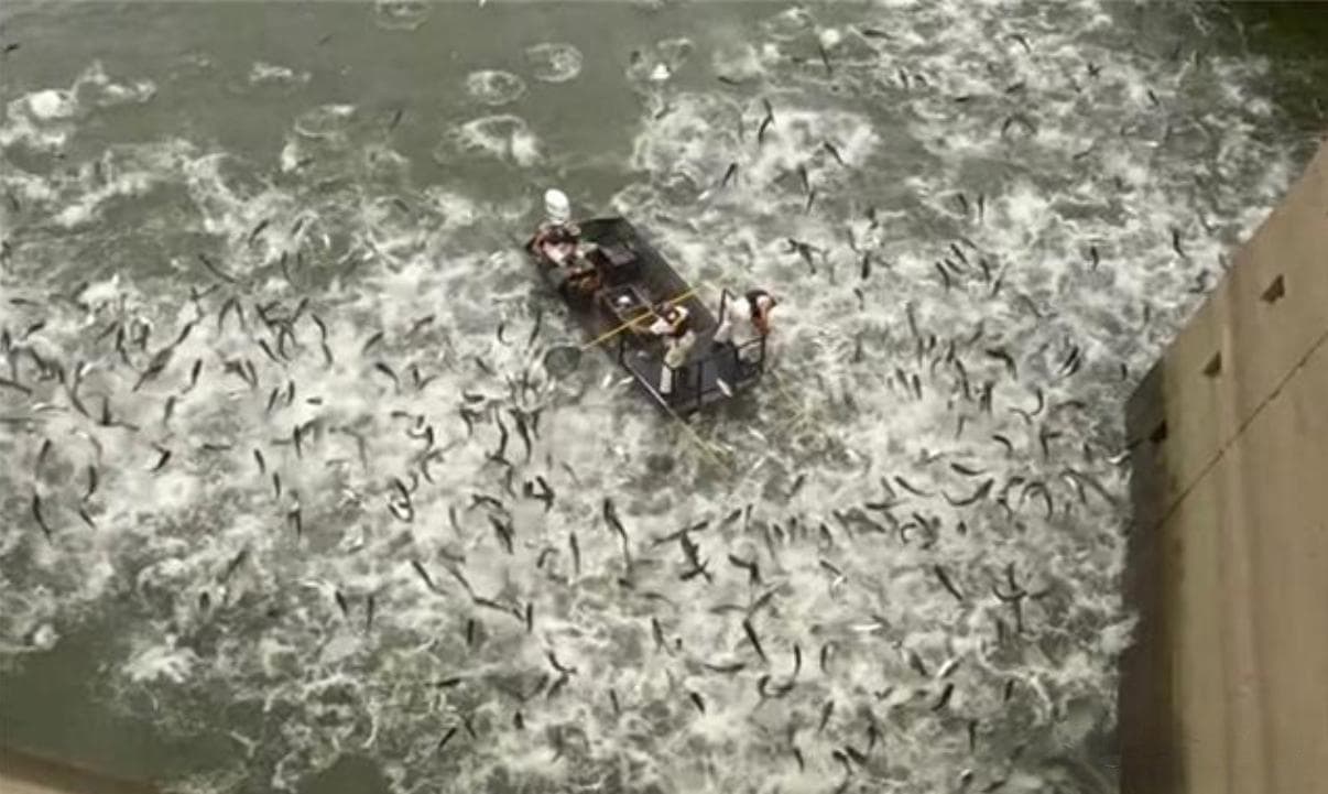白鹤滩水库水位825米，成为鱼类新天堂？这里罗非鱼已开始泛滥！