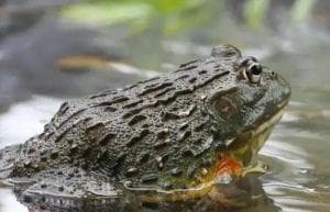 牛蛙：从餐桌到生态威胁的两栖明星