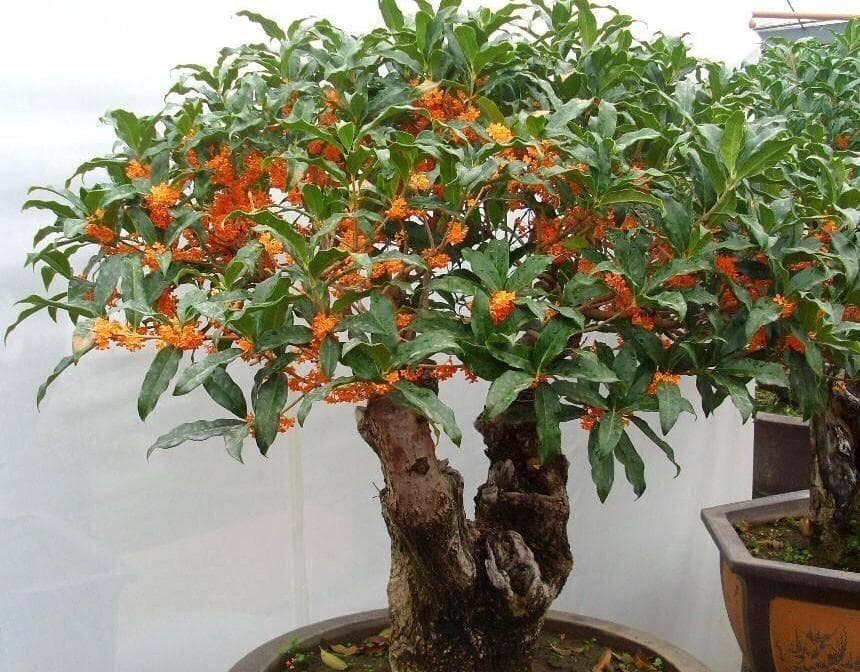室内怎么养盆栽桂花？3个“技巧”，照样花开满枝，开花多香味浓