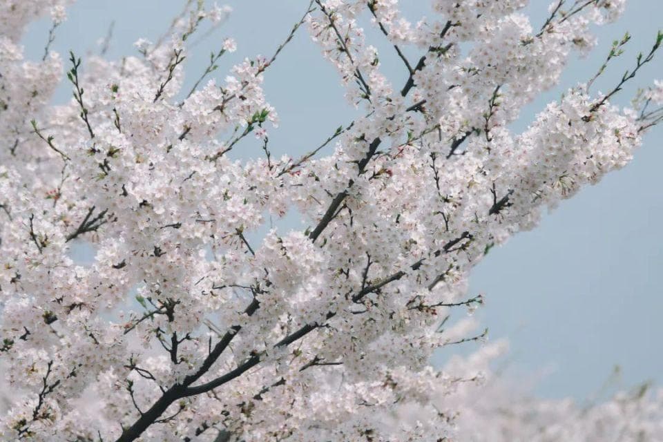 摄影师分享：三个技巧轻松拍出樱花美照