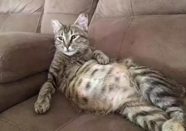 猫咪怀孕生产及产后护理全攻略