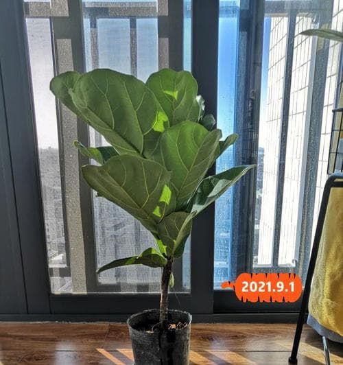 琴叶榕配土方法与比例详解（打造适合琴叶榕生长的优质土壤，提升养殖效果）