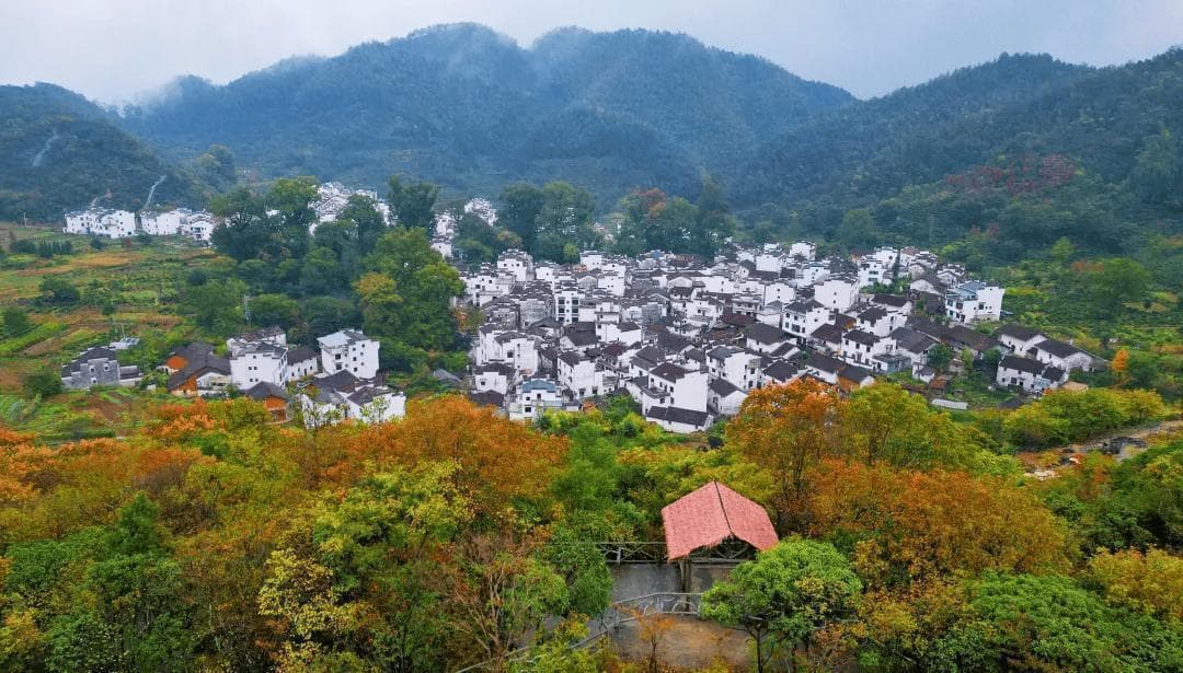 2024婺源红叶枫情分析与摄影攻略 枫叶已渐红，婺源石城景区赏枫大片即将开启~